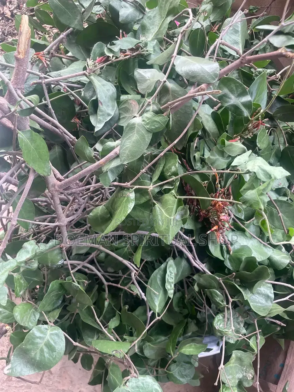 Nkranpa Leaves (Mistletoe Plant)
