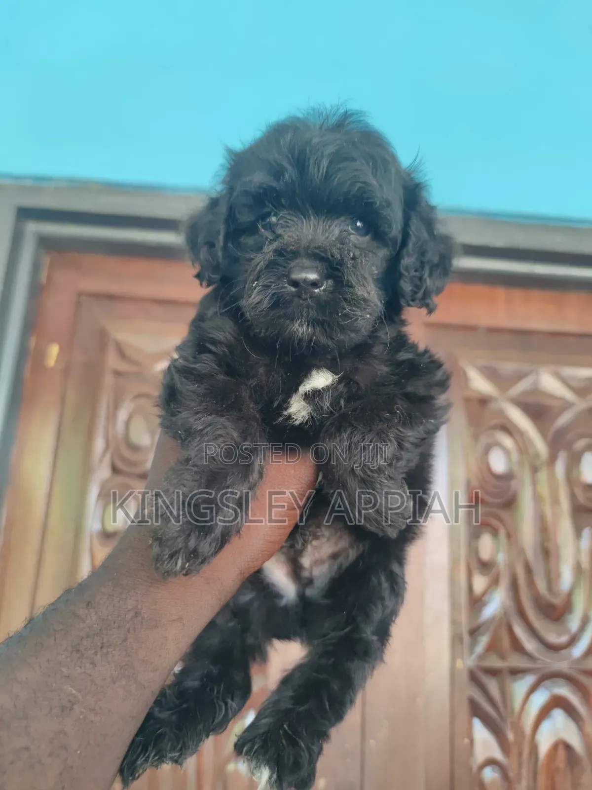 1-3 months Female Purebred Poodle