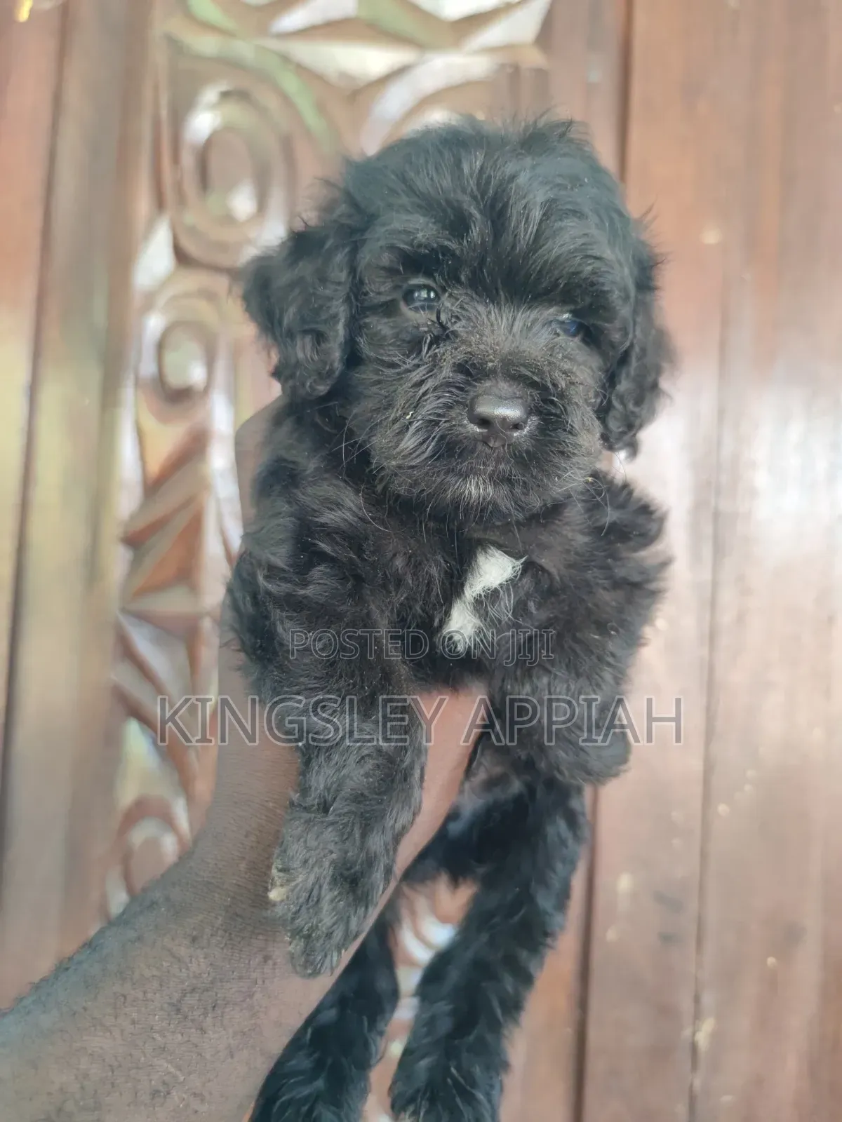 1-3 months Female Purebred Poodle