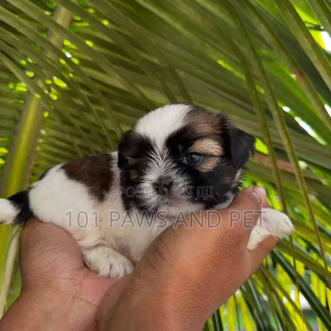 1-3 months Female Purebred Shih Tzu