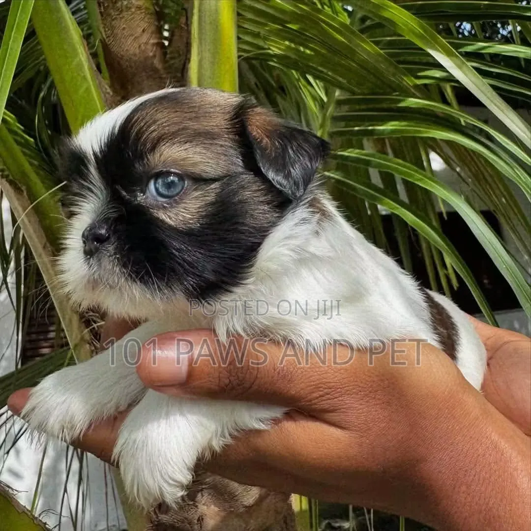 1-3 months Female Purebred Shih Tzu