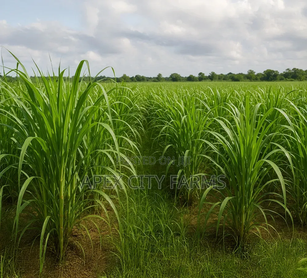 Napier Grass for Goat, Sheep's, Catle, Rabit, Grasscuter Etc