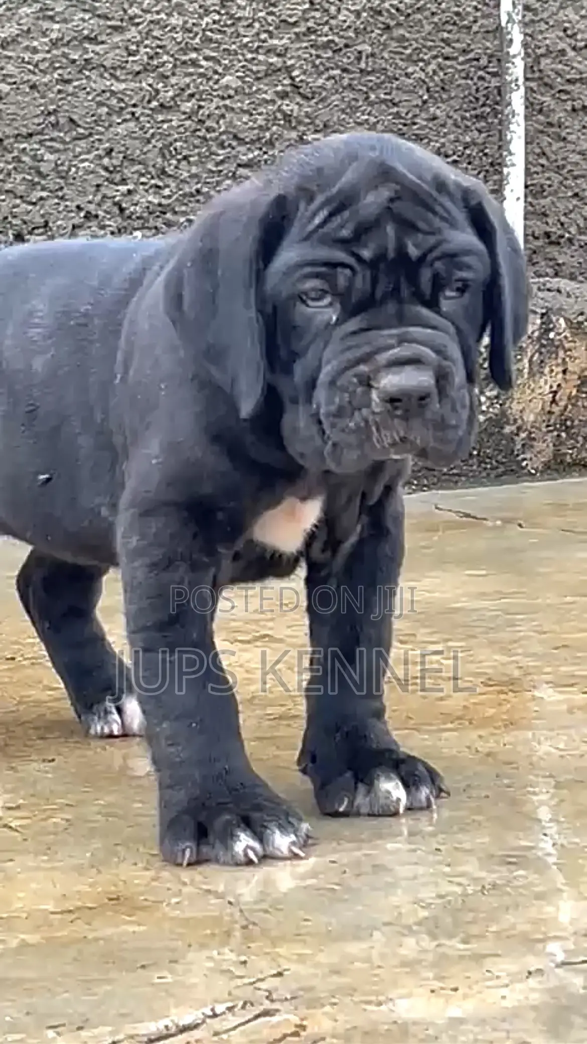 1-3 months Female Purebred Cane Corso