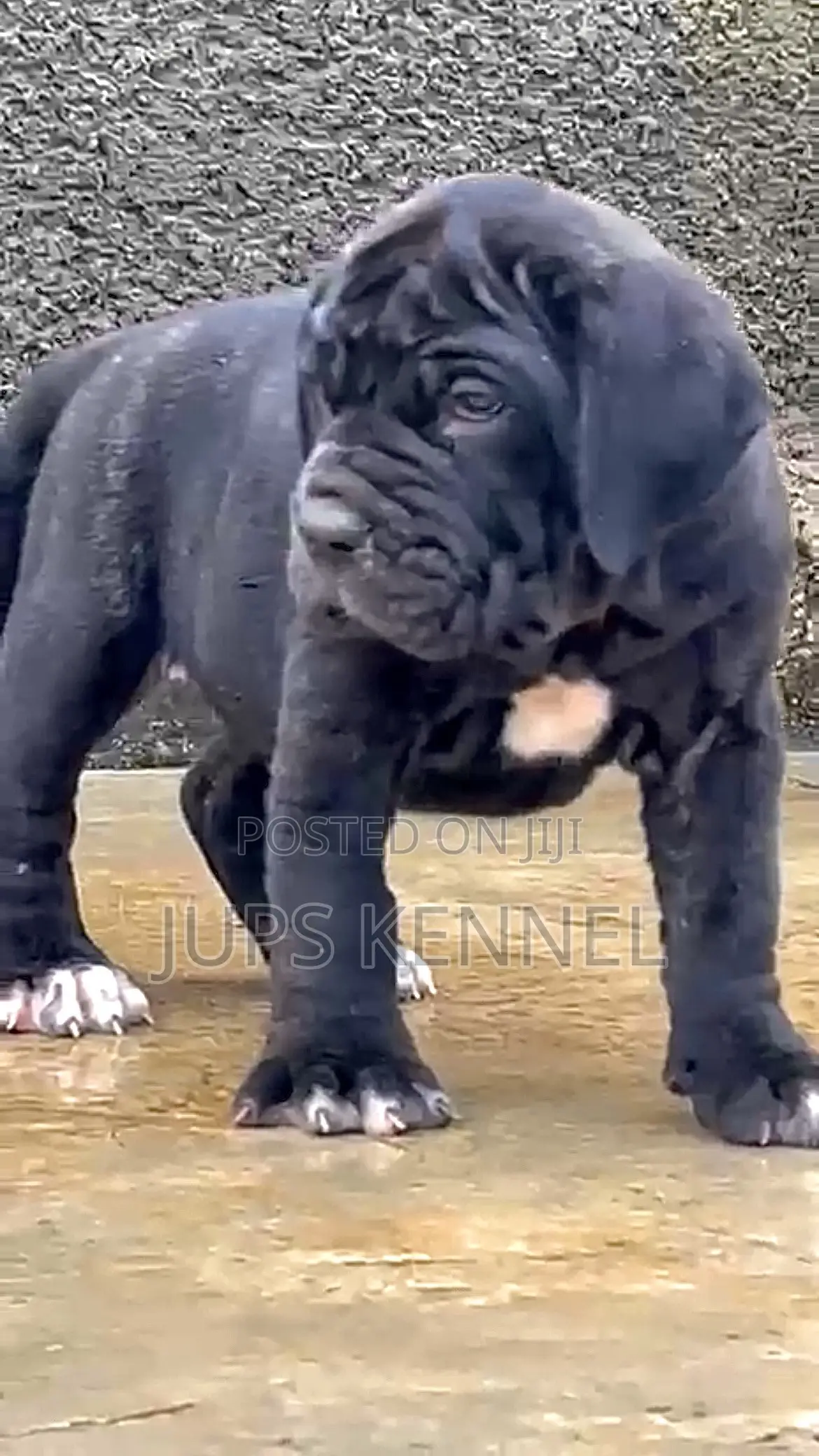 1-3 months Female Purebred Cane Corso