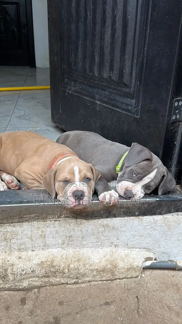 1-3 months Male Purebred American Bully