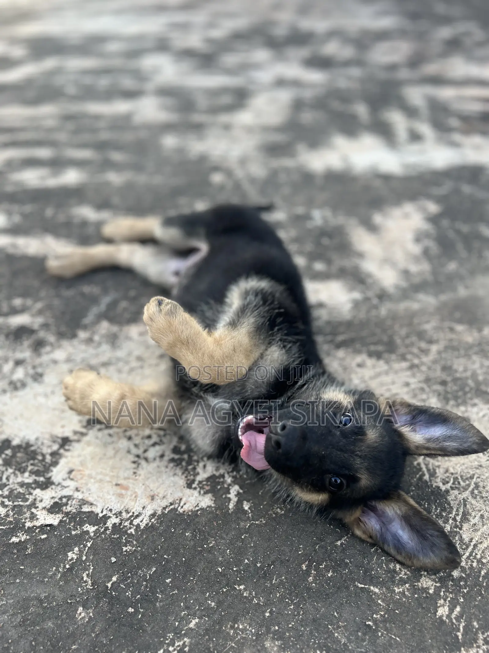 1-3 months Female Purebred German Shepherd