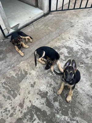 1-3 months Female Purebred German Shepherd