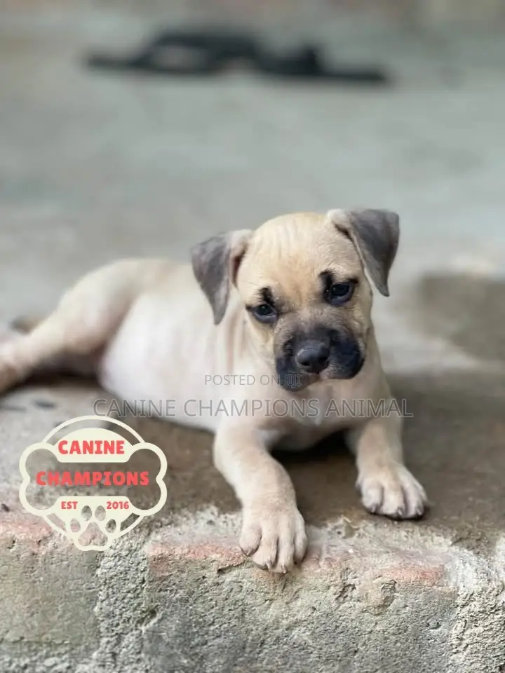 1-3 months Female Purebred American Pit Bull Terrier