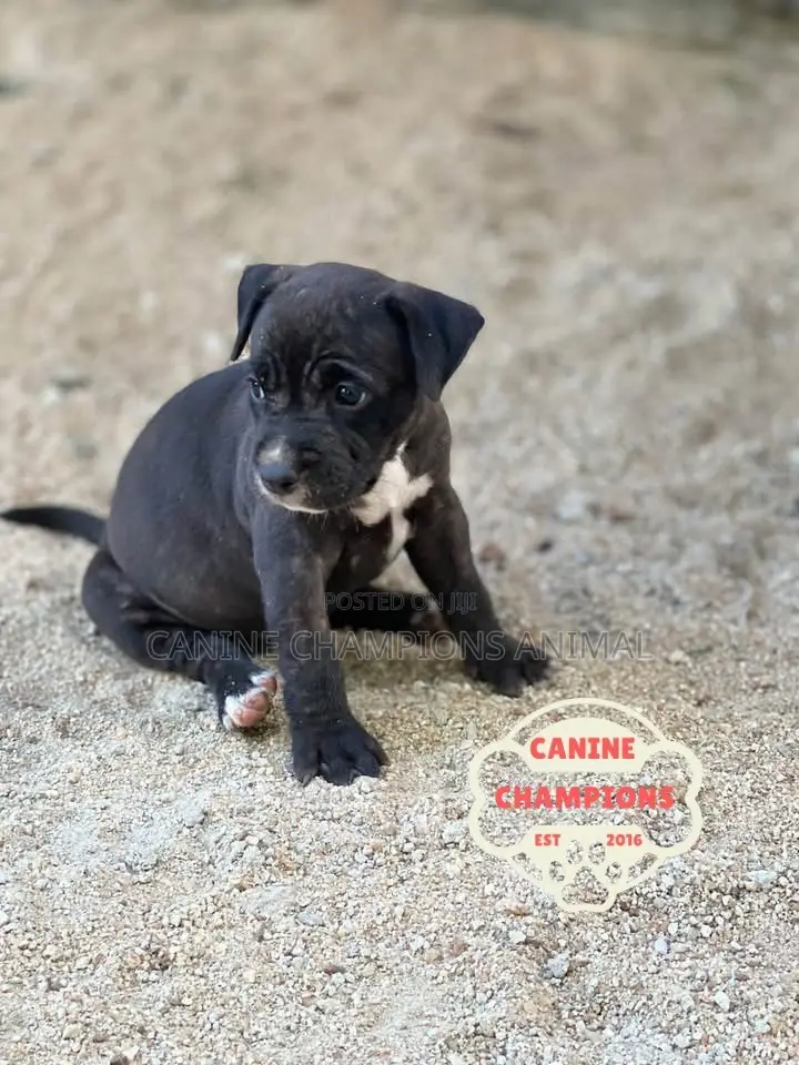 1-3 months Female Purebred American Pit Bull Terrier