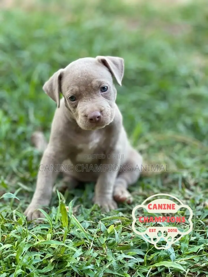 1-3 months Female Purebred American Pit Bull Terrier