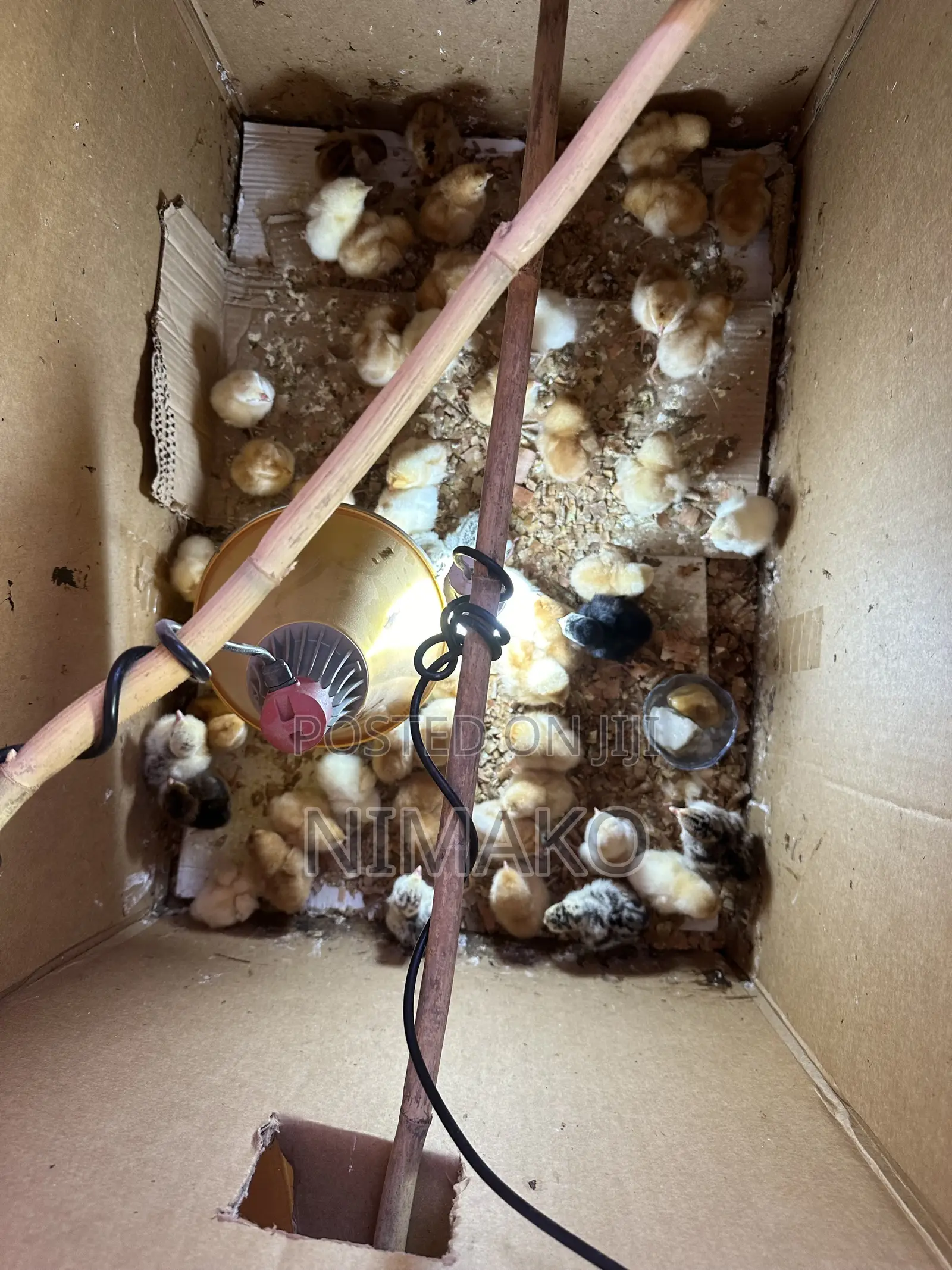 Hybrid Day Old Turkeys, Sasso, Kroiler, Plymouth Chicks for Sale