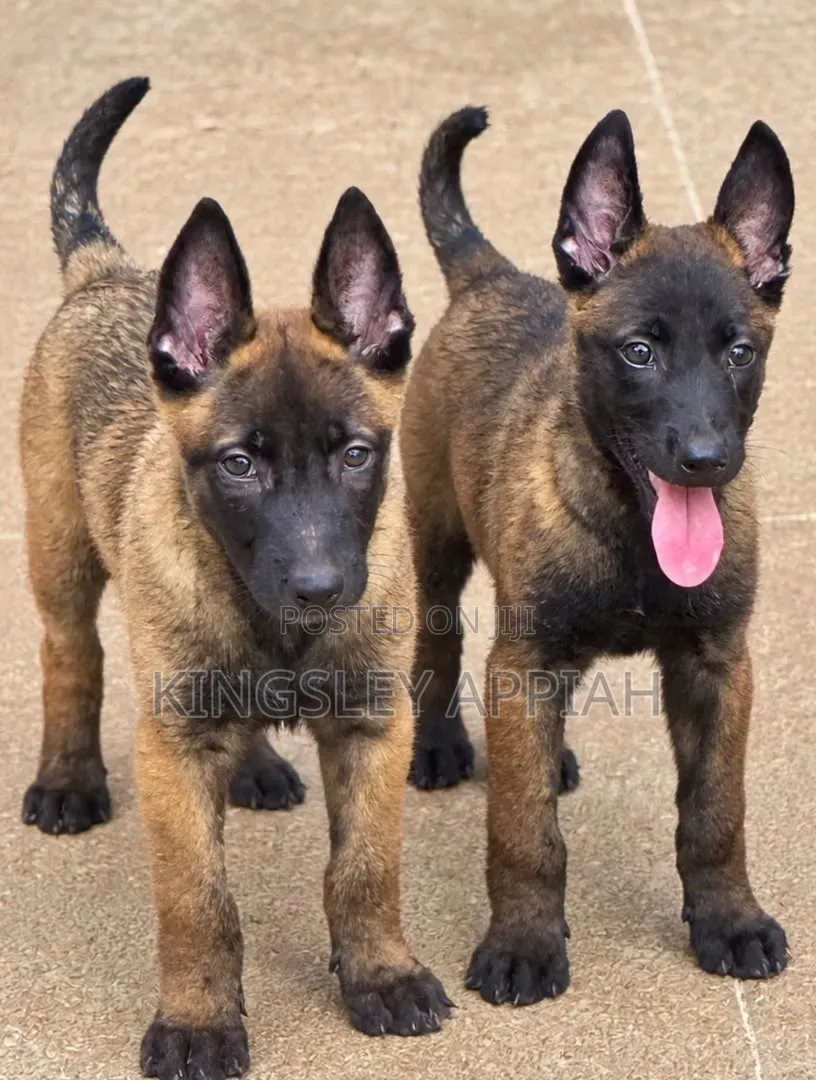 1-3 months Male Purebred Belgian Malinois
