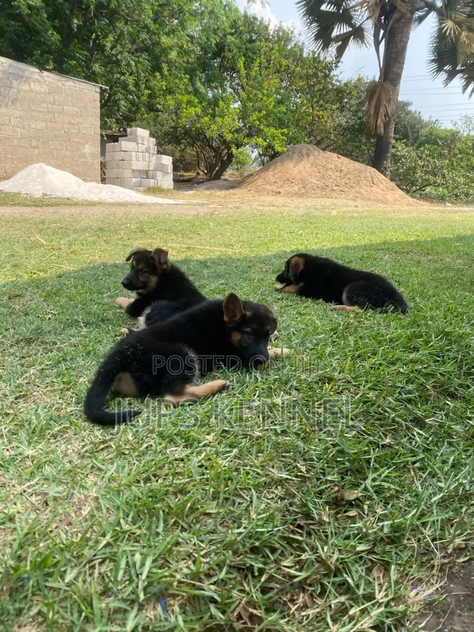 1-3 months Female Purebred German Shepherd
