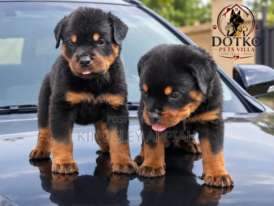 1-3 months Male Purebred Rottweiler