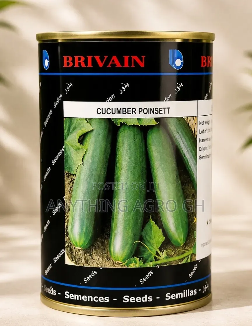 Cucumber Pointsett