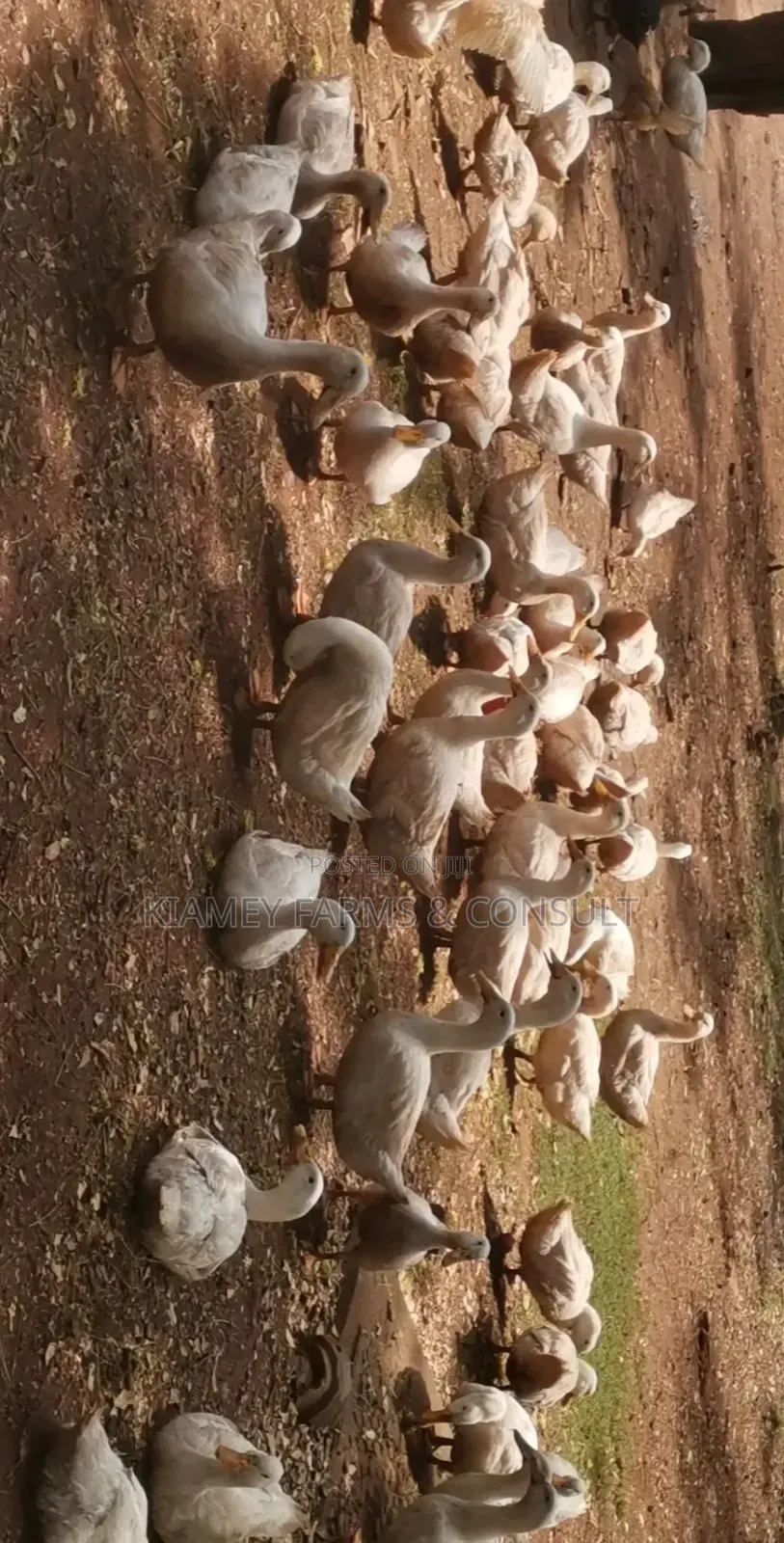 Pekins Duck