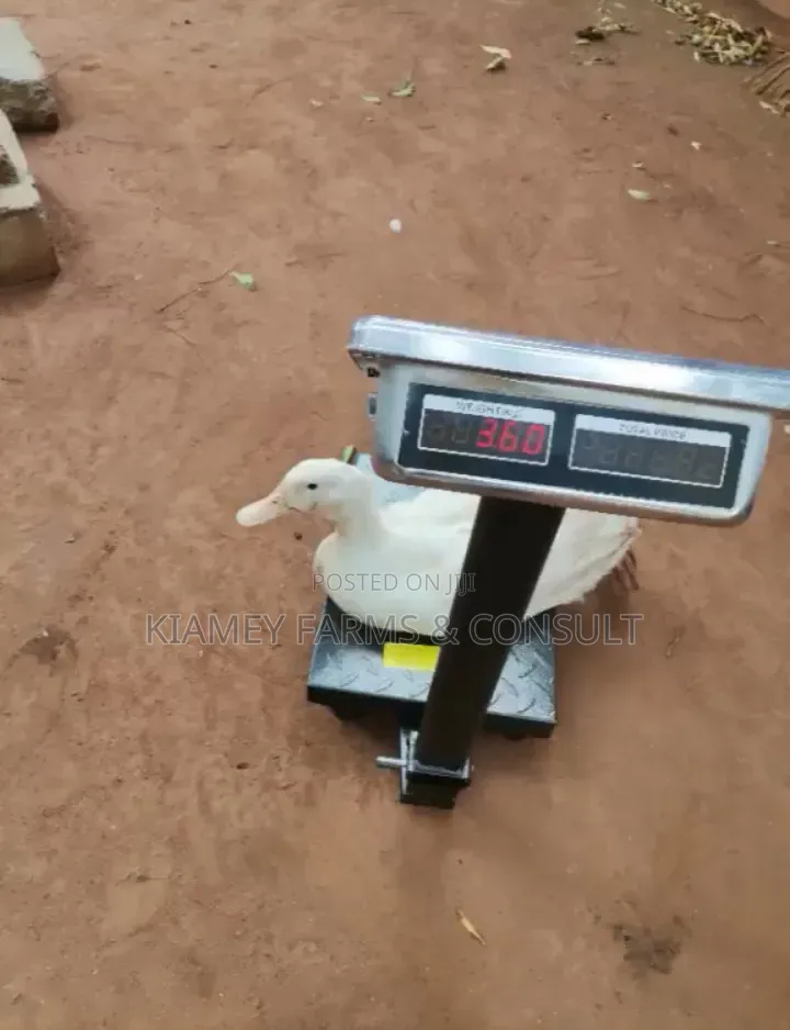 Pekins Duck