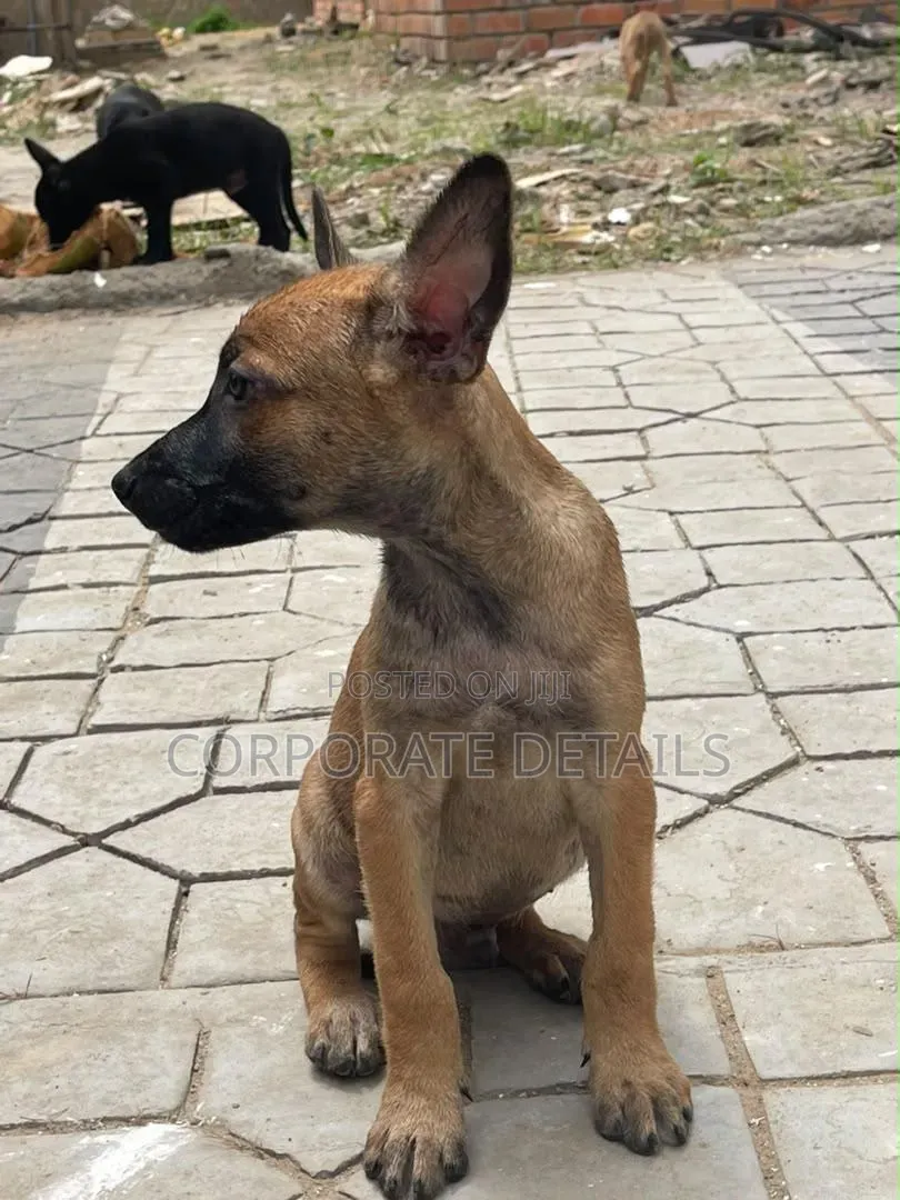 1-3 months Male Purebred Belgian Malinois