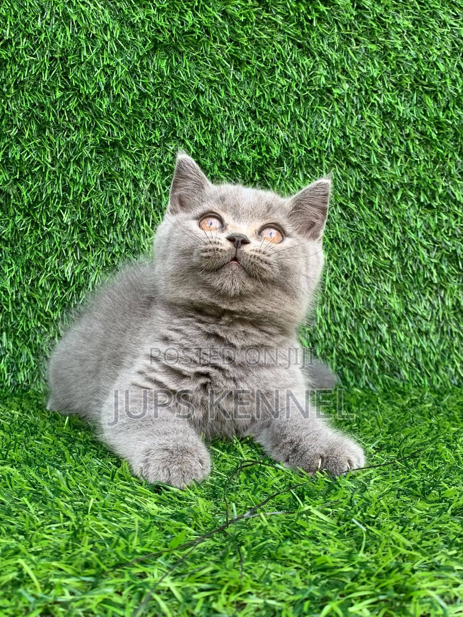 1-3 months Female Purebred British Shorthair