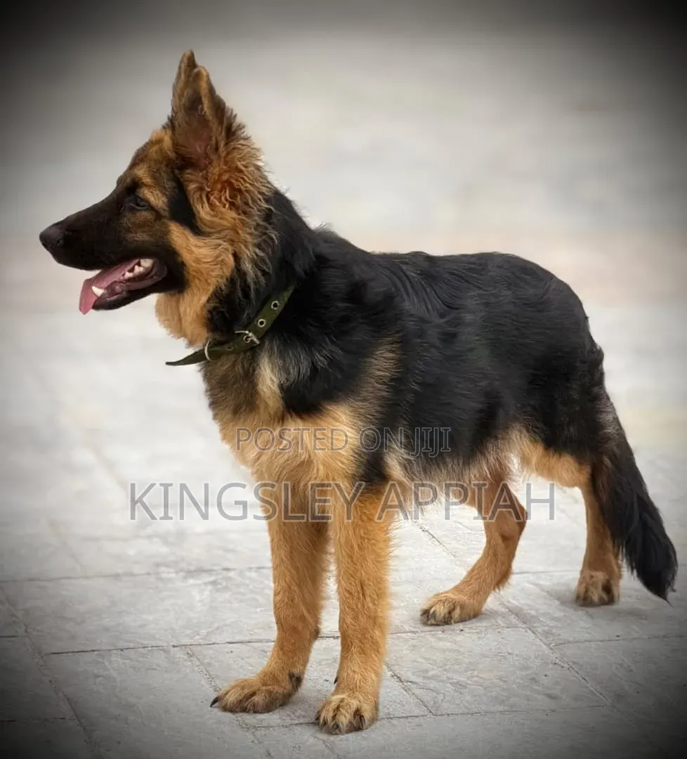 3-6 months Male Purebred German Shepherd
