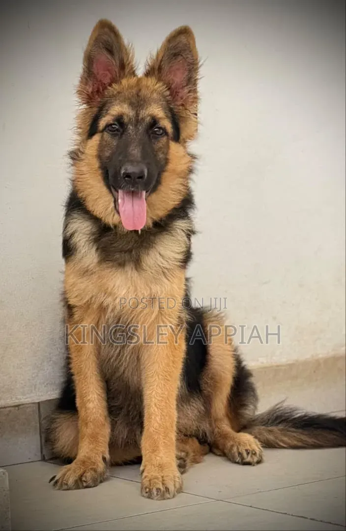 3-6 months Male Purebred German Shepherd