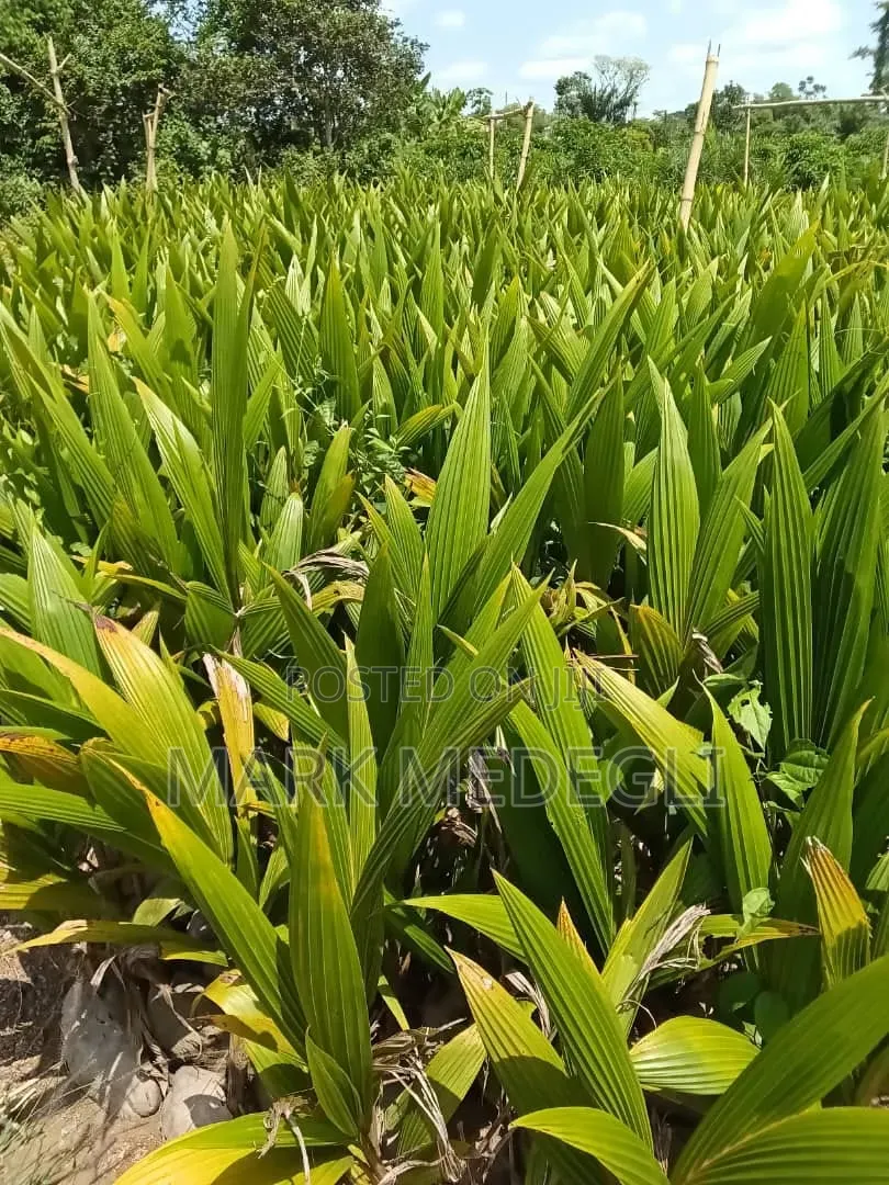 Coconut Seedlings for Sale