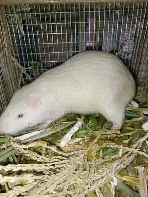 White Grasscuter