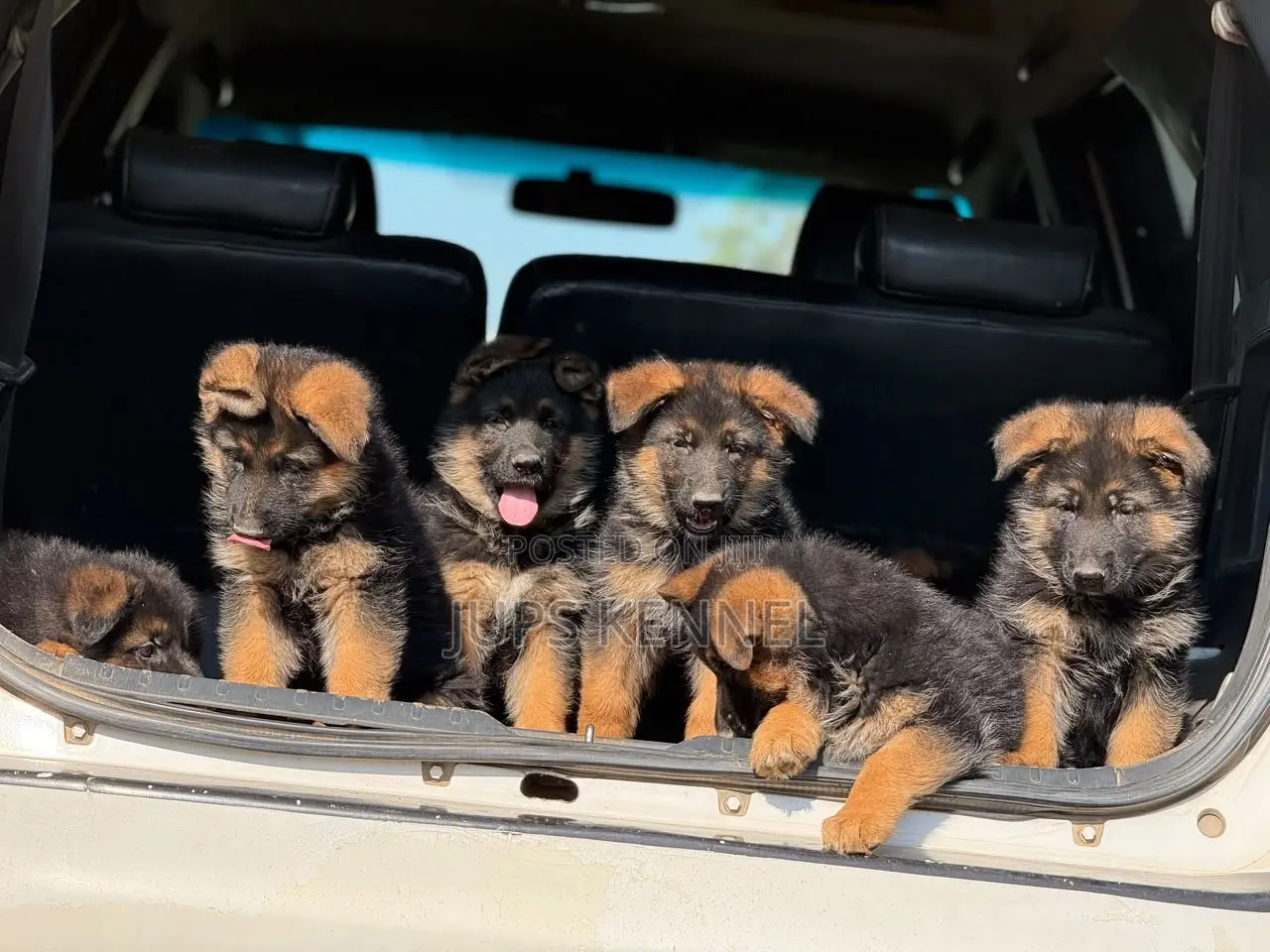 1-3 months Female Purebred German Shepherd