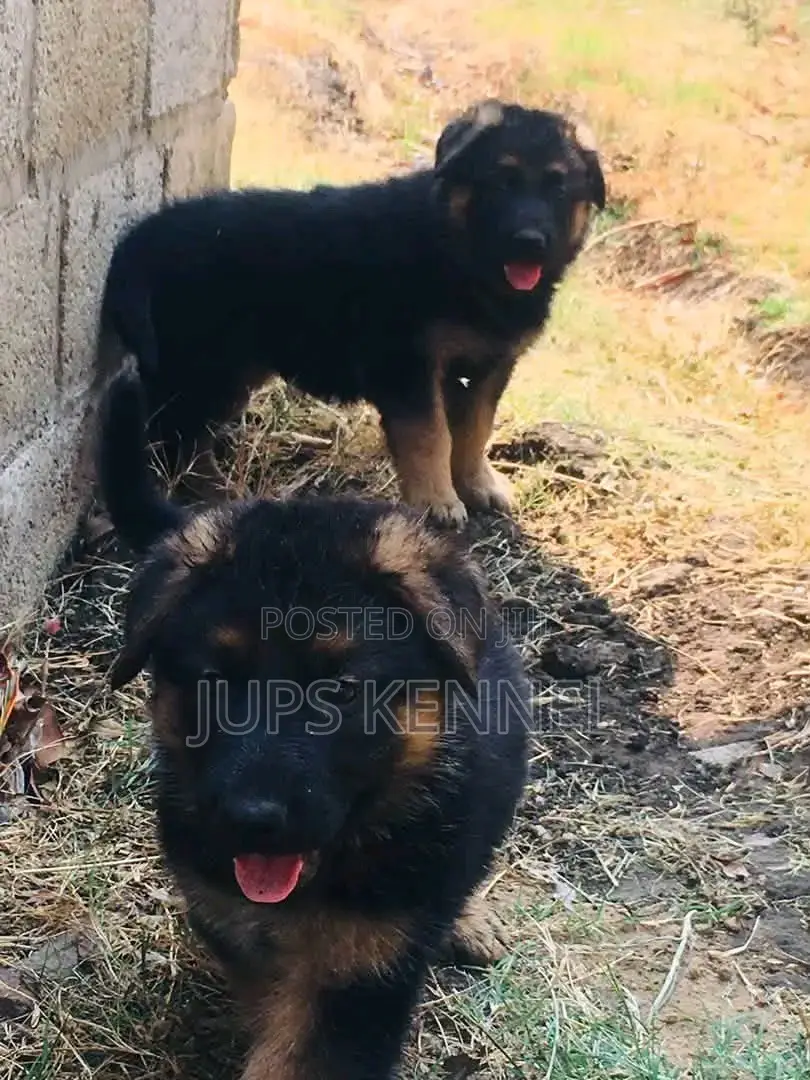 1-3 months Male Purebred German Shepherd