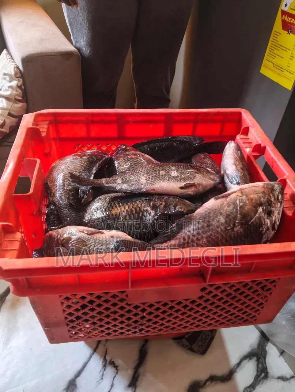 Fresh Tilapia for Sale in Tema 25