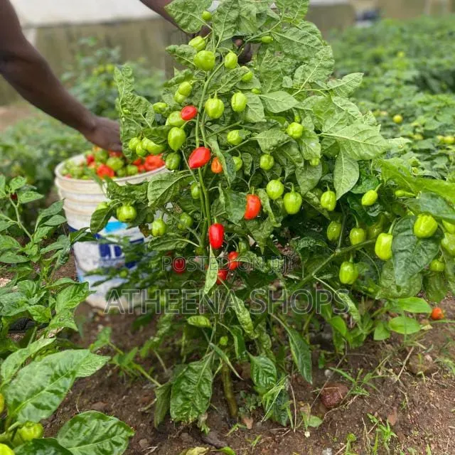 Habanero Super Hot Seeds (F1) 50 Grams