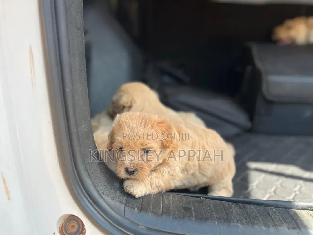 1-3 months Female Purebred Poodle