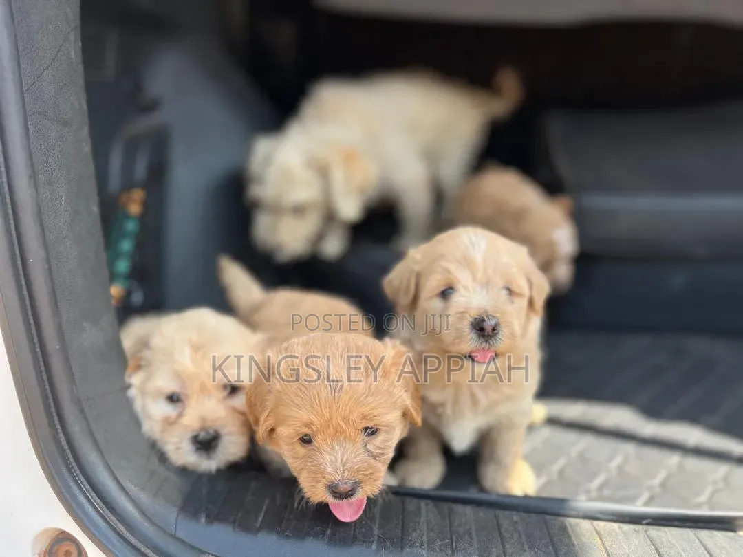 1-3 months Female Purebred Poodle