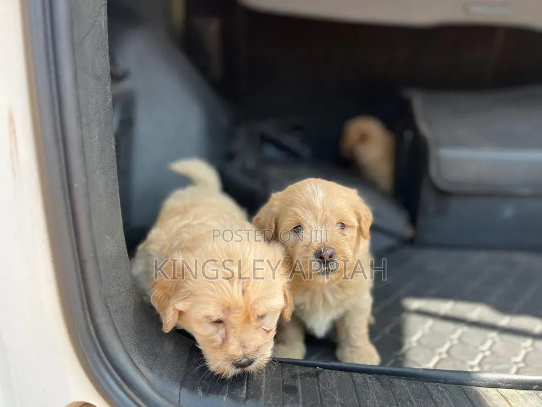 1-3 months Female Purebred Poodle