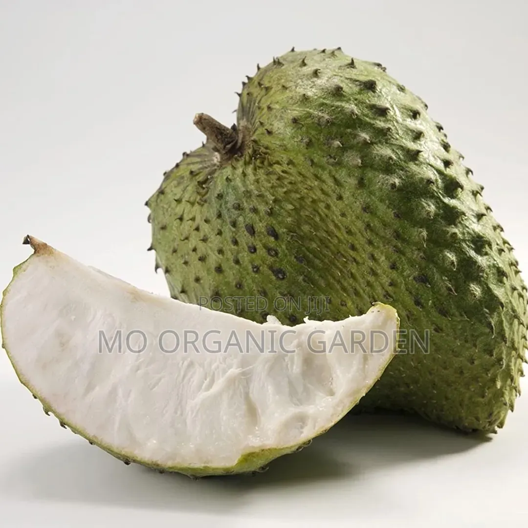 Giant Soursop Plant Seedling