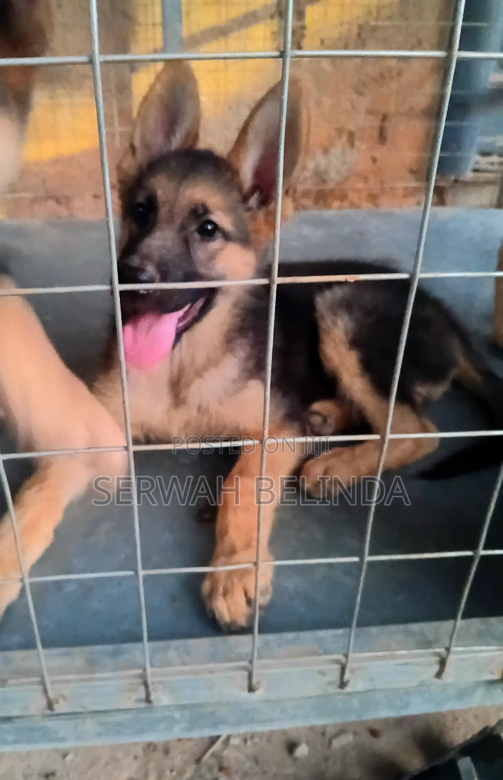 1-3 months Female Purebred German Shepherd