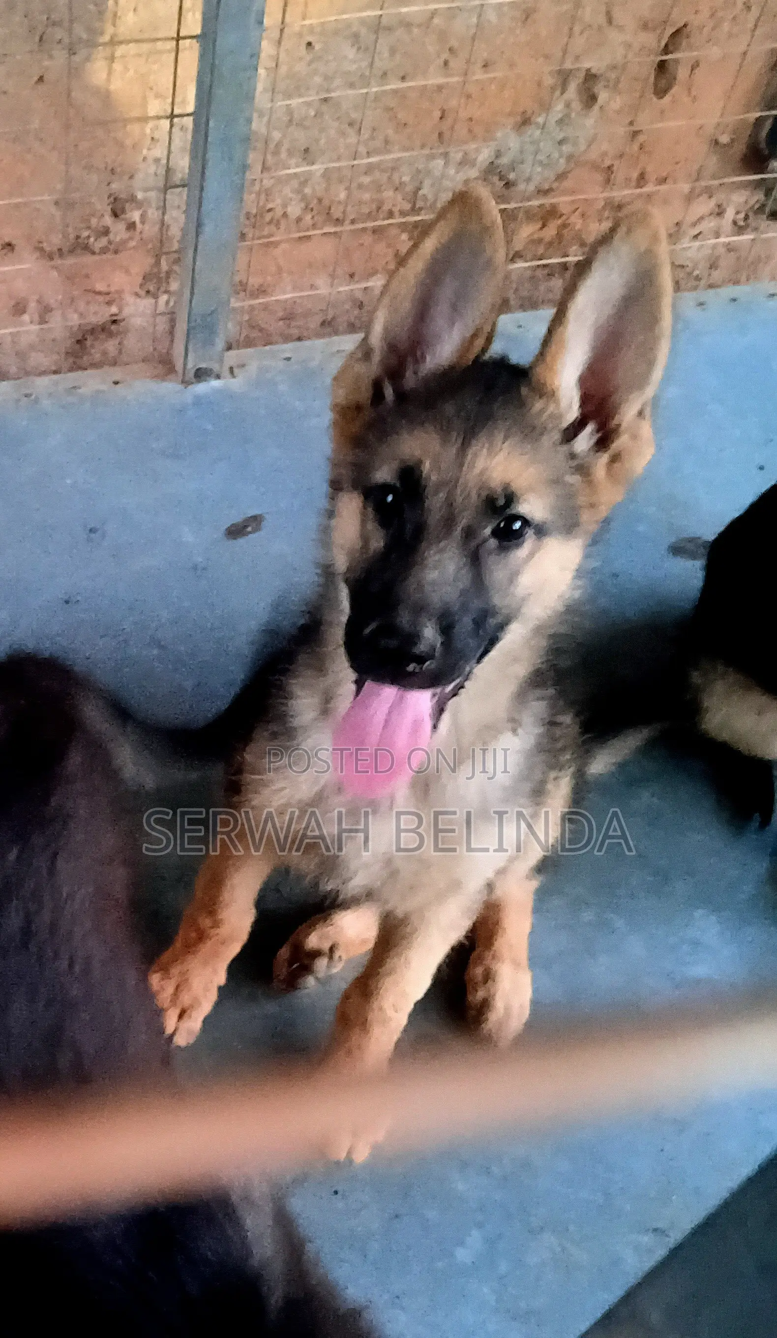 1-3 months Female Purebred German Shepherd