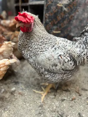 Mature Barred Plymouth Rock & Rhode Island Red-Type Roosters