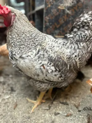 Mature Barred Plymouth Rock & Rhode Island Red-Type Roosters