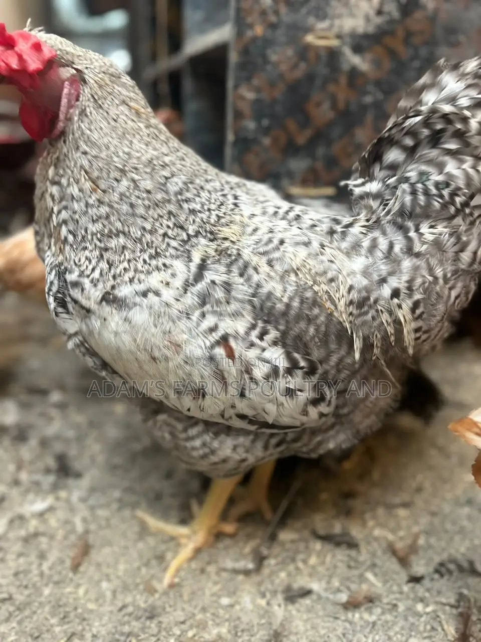 Mature Barred Plymouth Rock & Rhode Island Red-Type Roosters