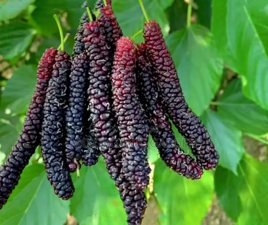 Pakistani Mulberry Seedling Plant (Long Mulberry)