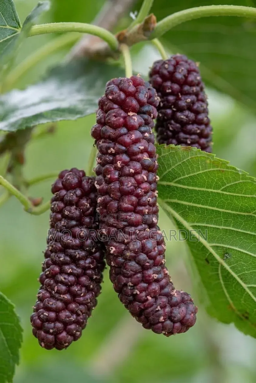 Pakistani Mulberry Seedling Plant (Long Mulberry)