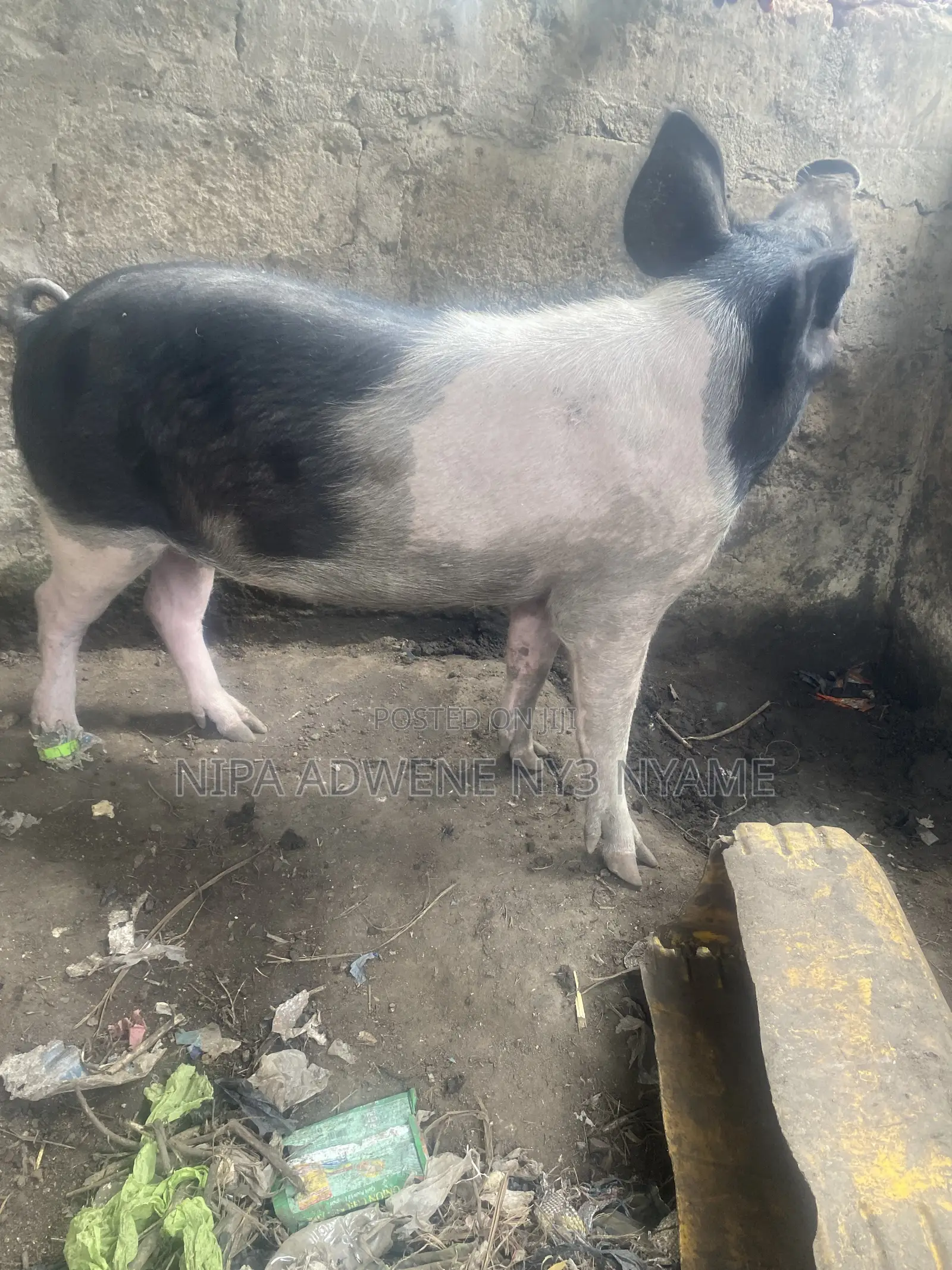 Local Pig Very Big