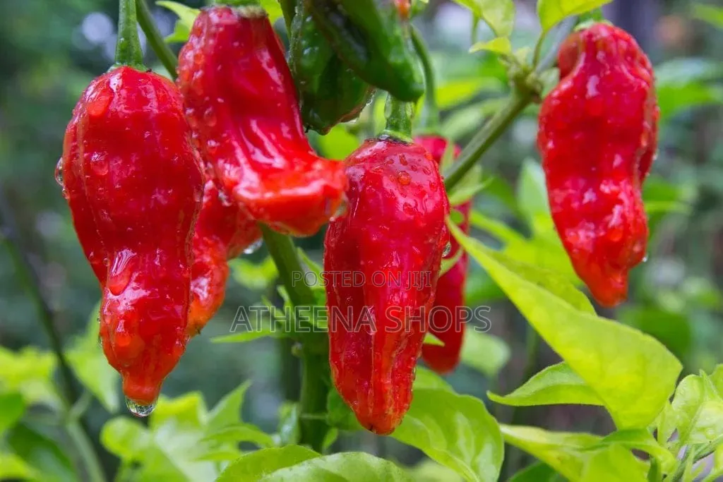 Vegetable Seeds for Planting
