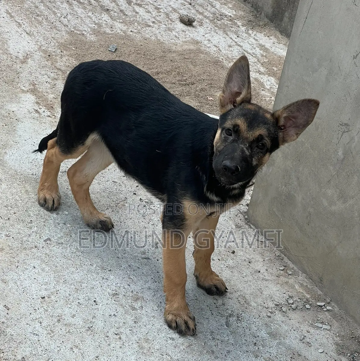 1-3 months Female Purebred German Shepherd