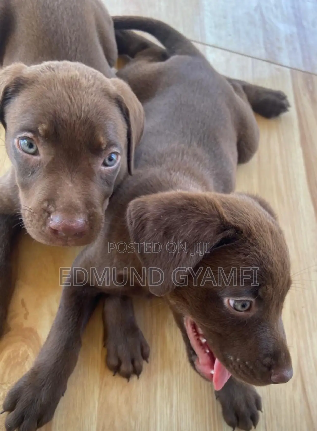 1-3 months Male Purebred Labrador Retriever