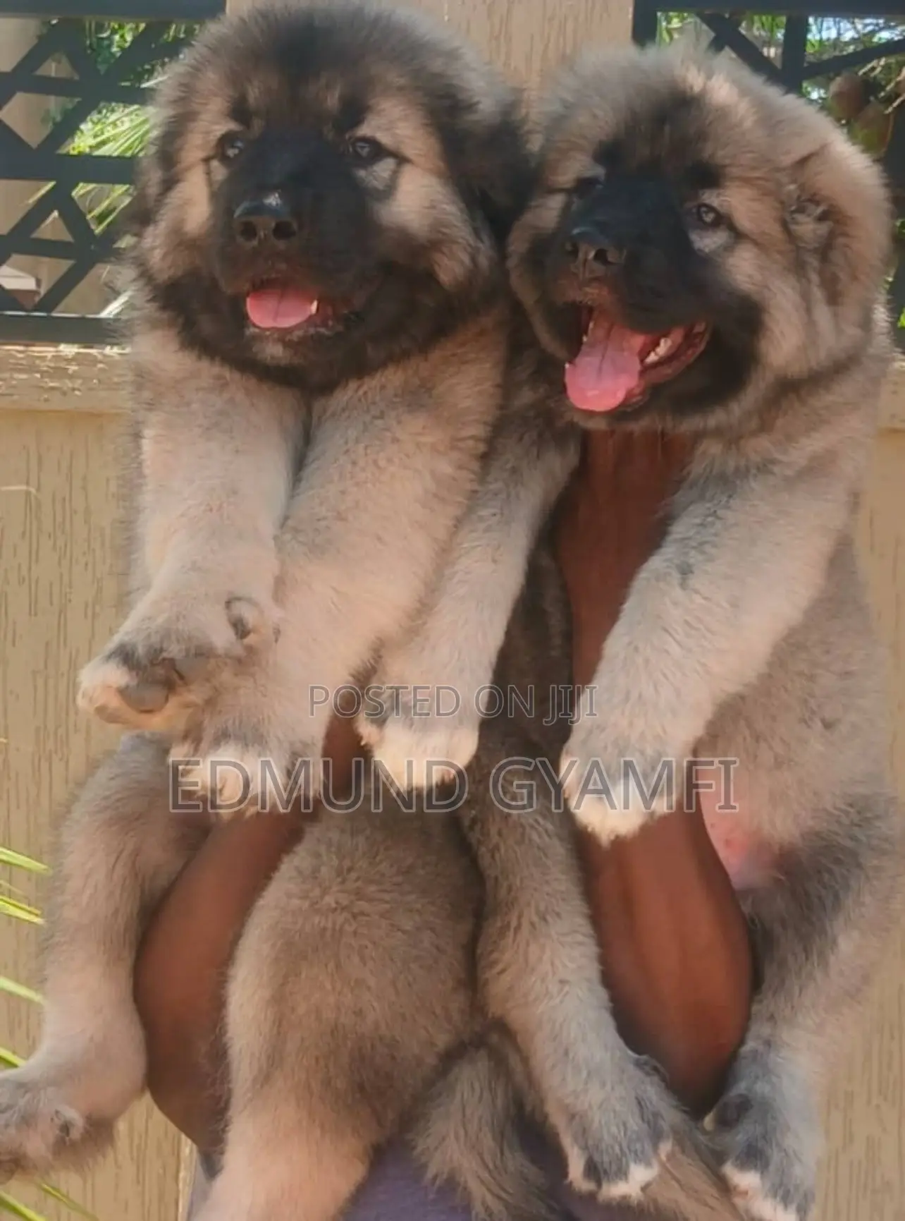 1-3 months Female Purebred Caucasian Shepherd