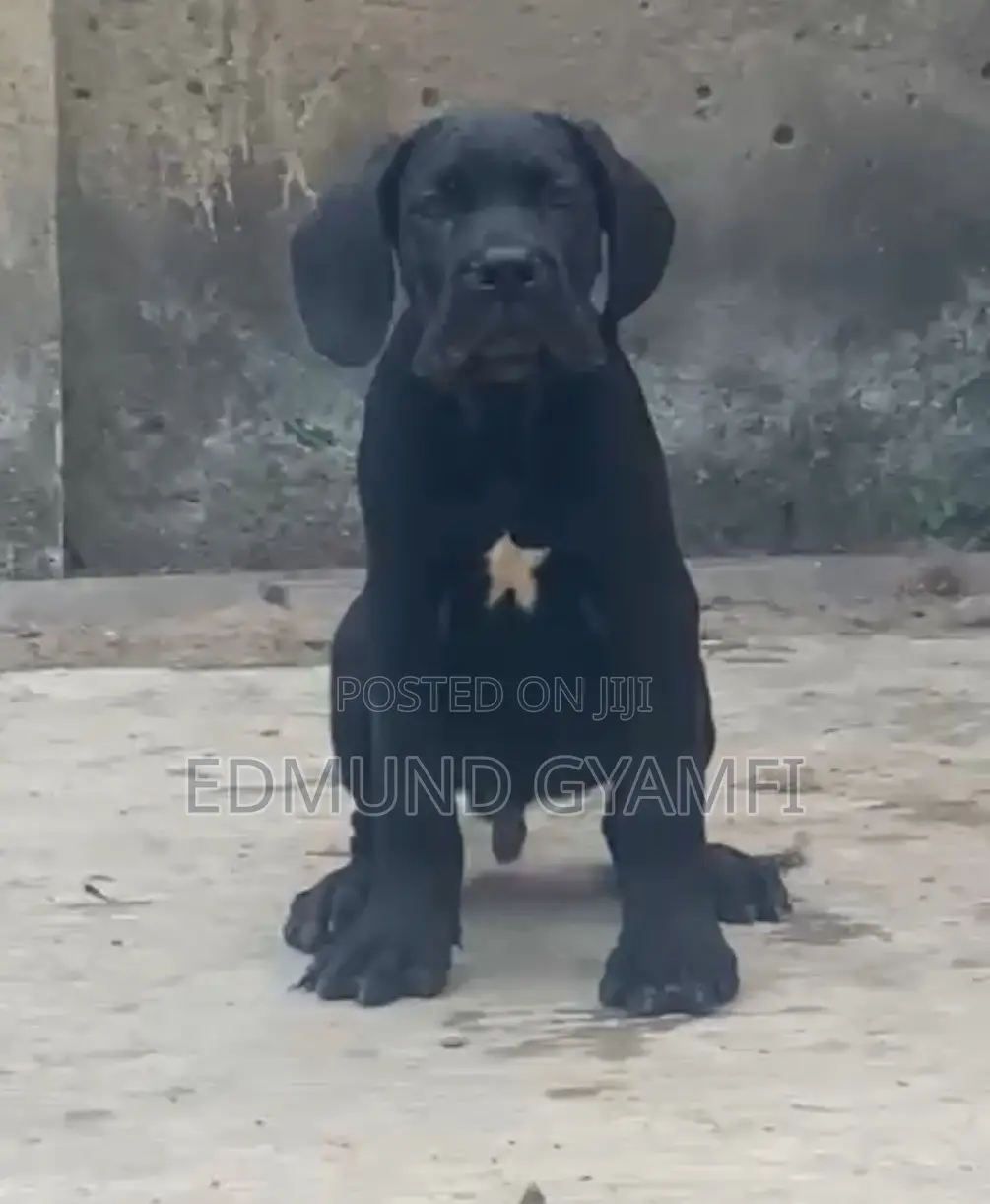 1-3 months Male Purebred Cane Corso