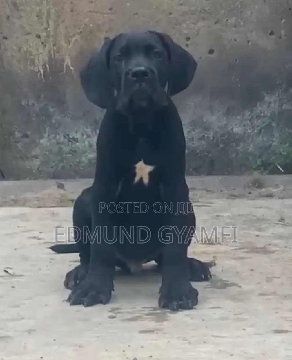 1-3 months Male Purebred Cane Corso