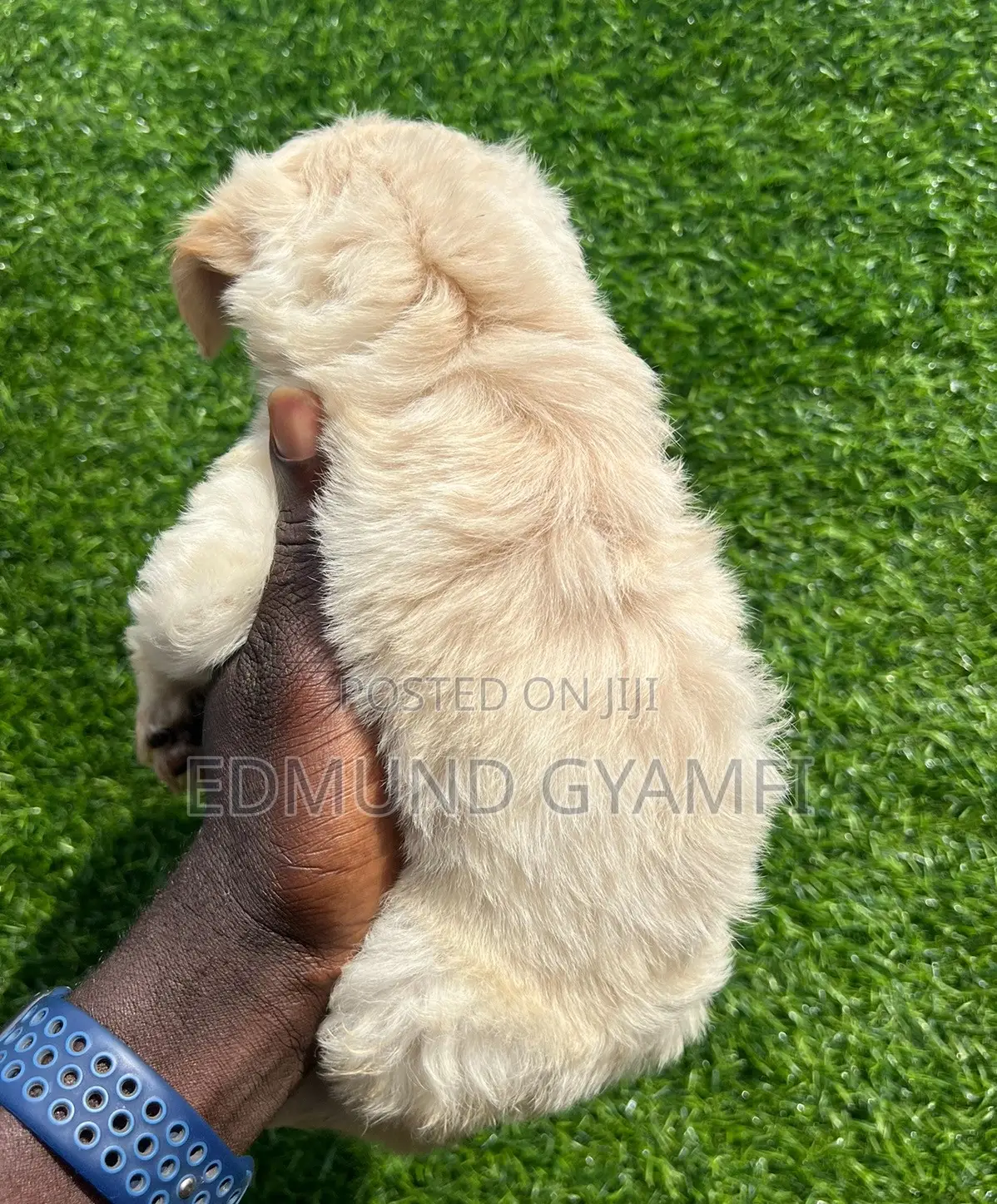 1-3 months Male Purebred Maltipoo